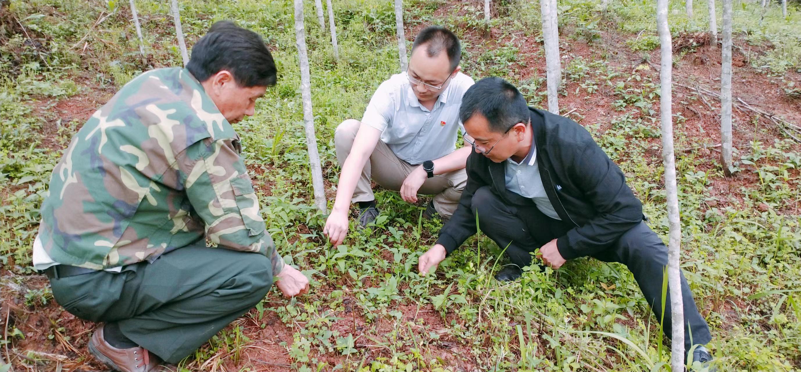 履职为民展担当 ——记湖南省沅陵县大合坪乡人大主席马秋生